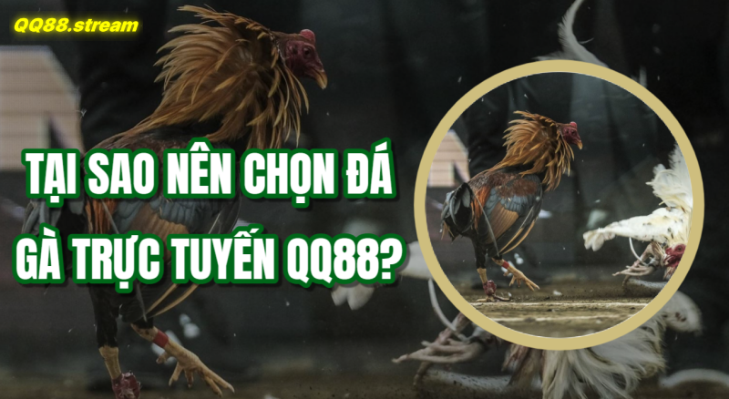 Đá gà trực tuyến QQ88 - Trải nghiệm cược hấp dẫn và thú vị 2 Tại sao nên chọn đá gà trực tuyến QQ88